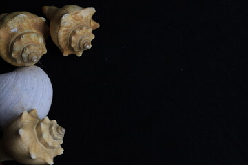 conchas de mar, caracoles y texturas