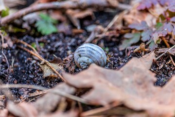Snail shell © Piotr