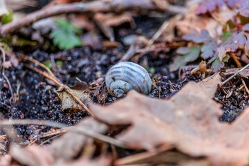 Snail shell