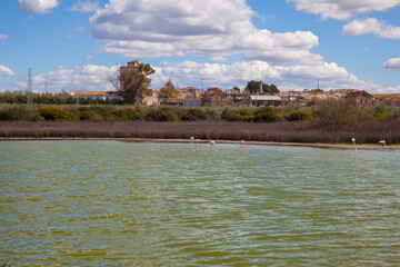 Flamingos in lagoon Fuente de Piedra. Picture taken 20.03.2021.