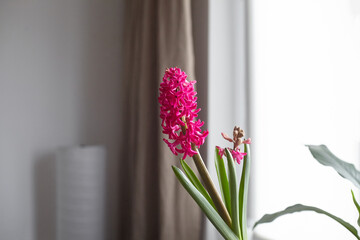 Hyacinth flower closeup. Blooming magenta flower in room