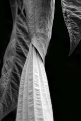 Angel's Trumpet Close-up (Brugmansia suaveolens)