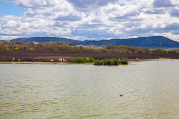 Flamingos in lagoon Fuente de Piedra. Picture taken 20.03.2021.