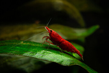 Red neocaridina shrimp fire pet aquarium freshwater nature macro