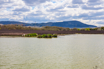 Flamingos in lagoon Fuente de Piedra. Picture taken 20.03.2021.