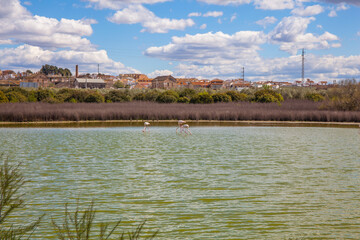 Flamingos in lagoon Fuente de Piedra. Picture taken 20.03.2021.