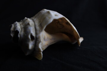 conchas de mar, caracoles y texturas