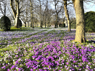 Early spring, with old trees and flowers in, Lister Park, Bradford, UK