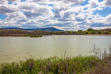 Flamingos in lagoon Fuente de Piedra. Picture taken 20.03.2021.