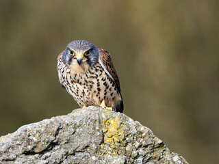 Kestrel stare