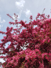 pink spring blossom tree