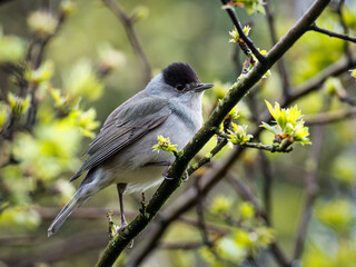 Blackcap sits on branch