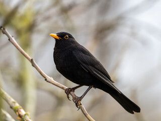 blackbird on a branch - obrazy, fototapety, plakaty