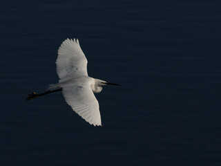 Little egret gliding over the water