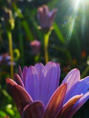 Purple petals and lens flare