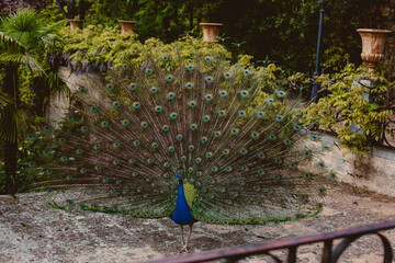 peacock in the park savage animal