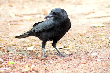 Intense American Crow Looking Forward