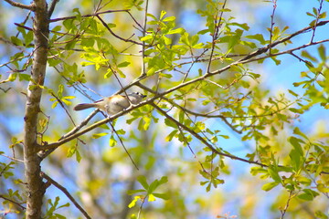 Bird (Tufted titmouse) in a Tree