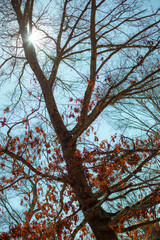 Blue and Orange Tree and Leaves Portrait Texture