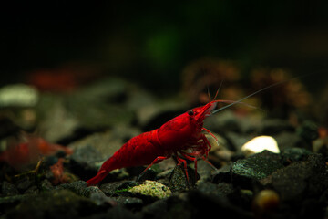 Red neocaridina shrimp fire pet aquarium freshwater nature macro