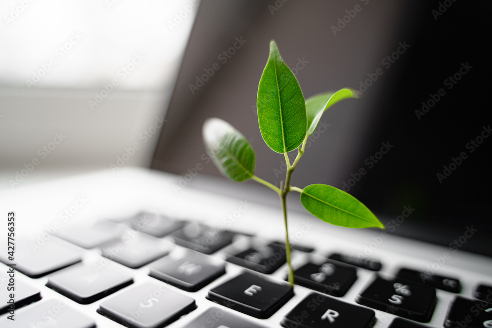 Wall mural laptop keyboard with plant growing on it. green it computing concept. carbon efficient technology. d