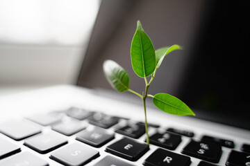 Laptop keyboard with plant growing on it. Green IT computing concept. Carbon efficient technology....