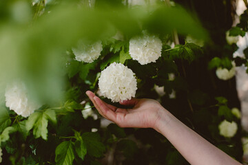 hand picking flower feel nature