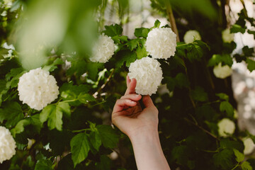 hand picking flower feel nature