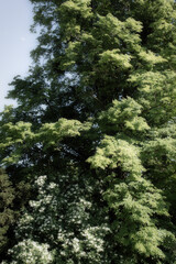 Large fresh green trees and white flowers