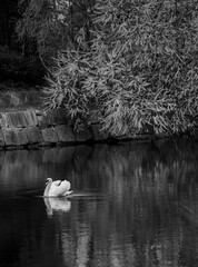 un cisne en el lago