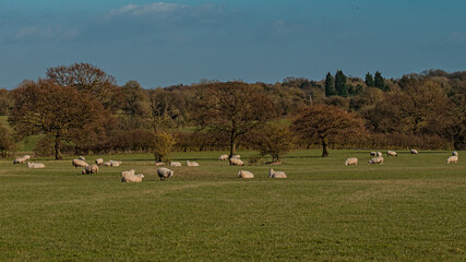 Sheep and lamb in the field