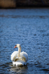 Fototapeta premium swan swimming into the distance in the sunlight
