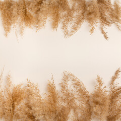 Dry pampas-grass reeds on light-beige background. Creative top view layout with pampas grass around...