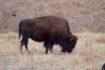 Fototapeta premium Bison 