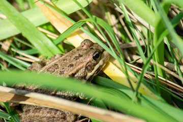 Closeup shot of a frog hiding in the grass under sunlight