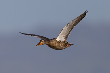 Very close view of a female wild duck flying,  seen in a North California marsh