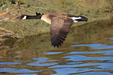 Close view of a Canada goose flying and quacking, seen in the wild near the San Francisco Bay
