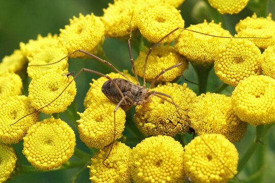 Closeup of a harvestman on yellow flowers (Phalangium opilio)