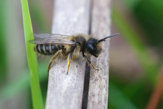 Male yellow-legged minig bee (Andrena flavipes) sitting on the wooden pole