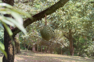 Ripe Monthong Durian on tree in agricultural garden