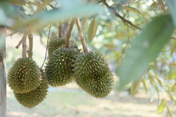 Many Monthong Durians on tree in agricultural garden