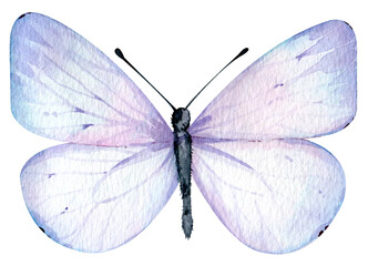 Watercolor light blue butterfly isolated on the white background. Hand-drawn summer illustration.