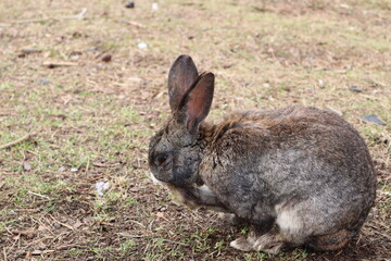rabbit