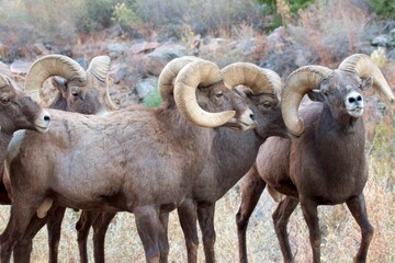 Bighorn Rams
a bachelor herd of bighorn rams