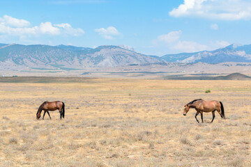 A couple of horses graze against the backdrop of mountains in a blue haze