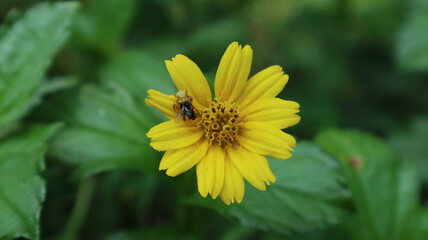 Close up of a camouflage yellow spider in a yellow flower catch a sting less bee