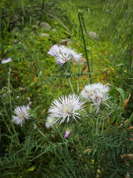 Flowering galactites tomentosa moench boar thistle plants in nature