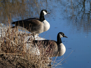 The geese pair on the lake's beach