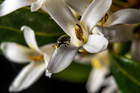 Closeup shot of a white blooming jasmin and nektaring insects