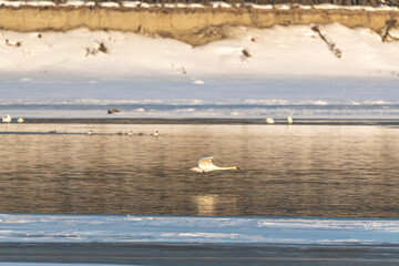 Annual migration of swans in northern Canada with one swan flying right above the water level in fast, gliding motion. Taken in April, spring time in Tagish, Yukon Territory. 